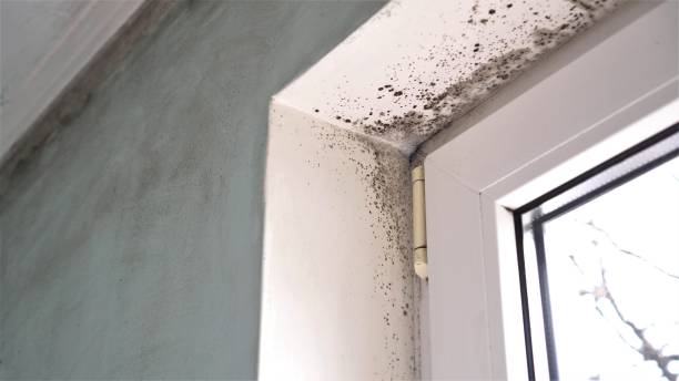 Best Kitchen Mold Remediation in Baileyton, AL