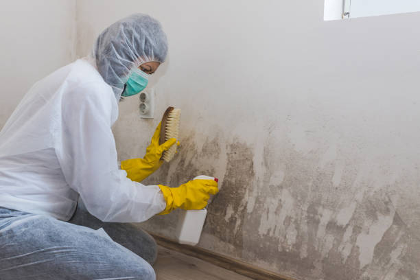 Best Commercial Mold Remediation in Baileyton, AL
